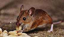24 Hour & Emergency Exterminators in Barboursville, VA